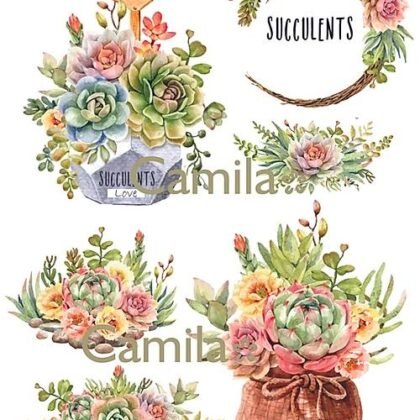 S311 SUCULENTAS LOVE