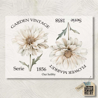 Lamina Transfolex color 177