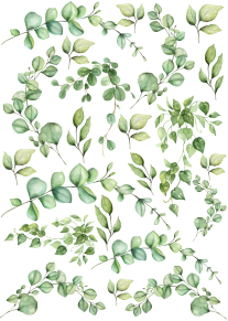 Colotransfer A5 Plant 5