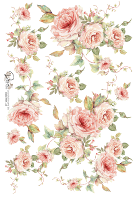 Colotransfer A5 Fb 07