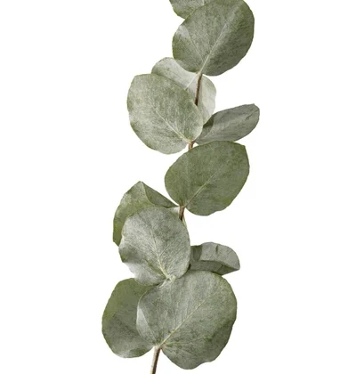 Ramito con hojas eucalipto secas